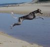 Saluki Hund