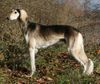 Saluki Hund