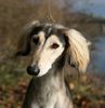 Saluki Hund