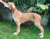 Saluki Hund