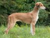 Saluki Hund