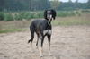 Saluki Hund