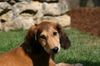Saluki Foto: Hamra of Falconers Dream (ID 33837) Saluki Hund