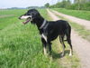 Saluki Hund