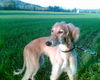 Saluki Hund