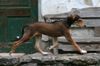 Saluki Foto: Salukiwelpe of Falconers Dream (ID 42225) Saluki Hund