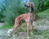 Saluki Hund