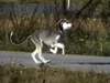 Saluki Hund