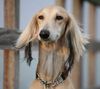 Saluki Hund