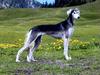 Saluki Hund
