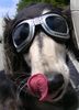 Saluki Foto: Cabrio fahren macht spass! (ID 44695) Saluki Hund