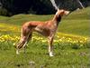 Saluki Hund