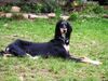 Saluki Hund