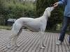 Saluki Hund