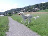 Saluki Foto: Sali zäme, (ID 25250) Saluki Hund
