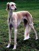 Saluki Hund
