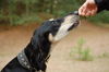 Saluki Foto: Yalameh Daran Khan (ID 36062) Saluki Hund