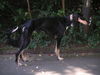 Saluki Hund