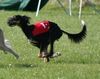 Saluki Hund