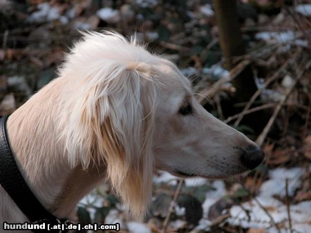 Saluki Sa'id von Baghlan, 8 Monate