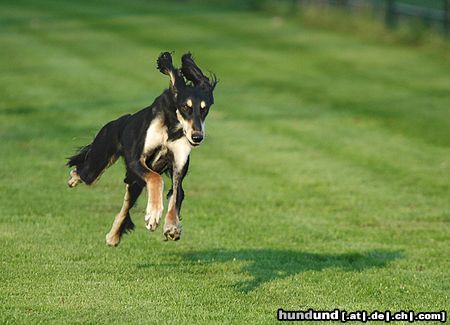 Saluki Auf der Rennbahn