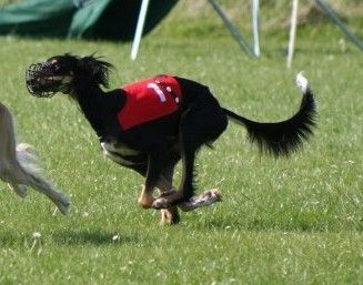 Saluki Qaduum Thamiin el Mahbub (coursing)