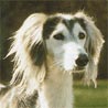 Saluki, Persischer Windhund, Gazellenhund