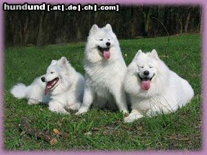 Samojede Samoyeds from Kingsize Kennel.