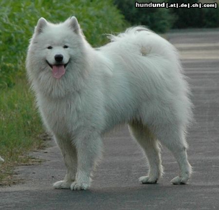 Samojede Hunde Foto 24559 Samojede Brogan From The Taimyr Peninsula