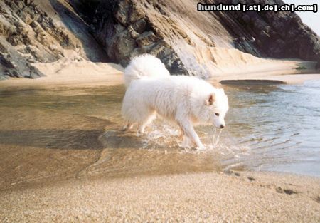 Samojede Hunde Foto 9145 Samojede CH BG Airin Maria Slavena von Branddorf am Strand