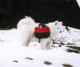 Samojede Hunde Foto 993 Samojede Chaju von Meronhlare mit Packtaschen