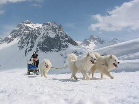 Samojede Hunde Foto 910 Samojede Ikiliikkujan Snow Wonder 'Suka'