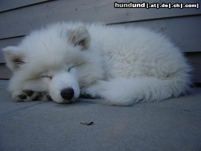 Samojede Hunde Foto 26038 in höherer Auflösung ansehen Samojede Baccardi