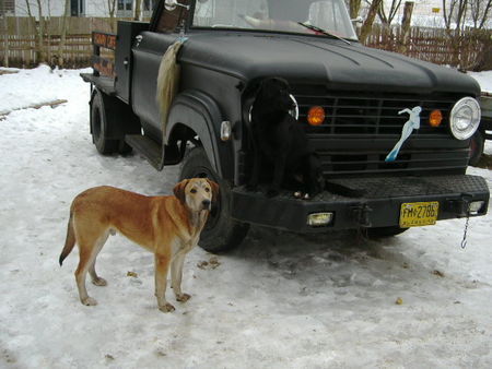 Samojede Hunde Foto 29859 in höherer Auflösung ansehen Samojede NaNa und Bepe unsere kleinen und ihr Pick Up