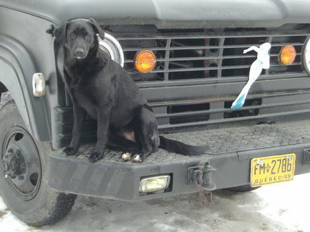Samojede Hunde Foto 29858 in höherer Auflösung ansehen Samojede NaNa unsere kleiner und ihr Pick Up