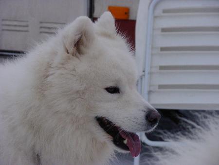 Samojede Hunde Foto 726 Samojede Frosty Blizzard beautiful of Whiteline