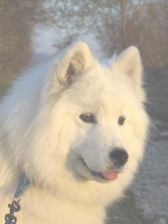 Samojede Hunde Foto 911 Samojede Ikiliikkujan Snow Wonder 'Suka'