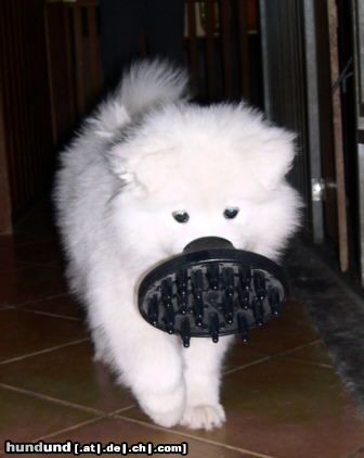 Samojede Hunde Foto 4853 Samojede Die kleine Samojedenhündin trägt ihre
