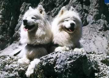 Samojede Hunde Foto 994 Samojede Chaju von Meronhlare und Mutter Djeba in den Dolomiten