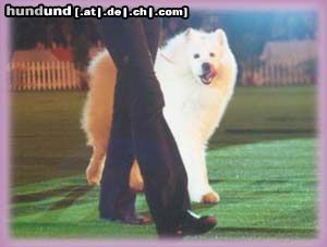 Samojede middle &East European Winner, Ch.Pl Ch.Ml TOP DOG in POLAND 98,99,00,01,02,03 KING z Indianskiej Wioski