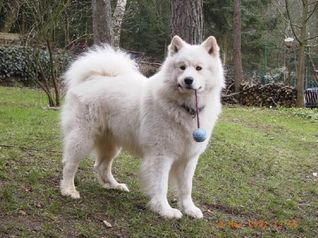 Samojede Hunde Foto 727 Samojede Icy`s Enuk beautiful of Whiteline
