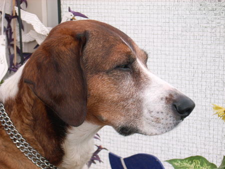 Posavski Gonic Hunde Foto 43181 Posavski Gonic fast 10 Jahre und immer noch sehr neugierig