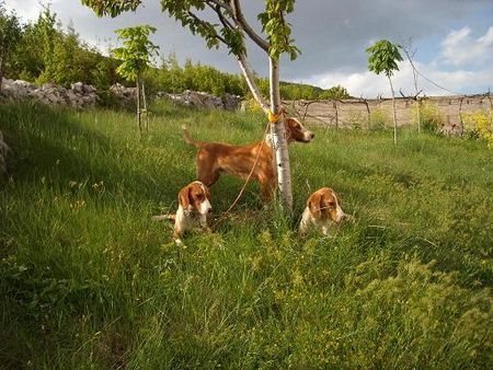 Posavski Gonic Hunde Foto 42977 in höherer Auflösung ansehen Posavski Gonic posavski gonic