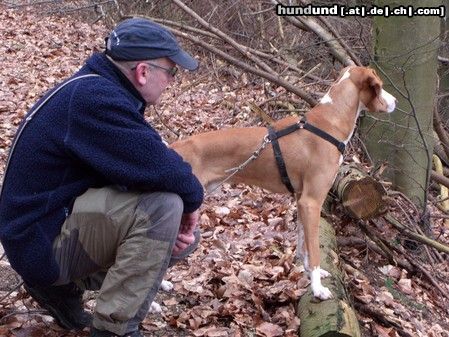 Posavski Gonic Hunde Foto 45956 Posavski Gonic Save Bracke Amigo