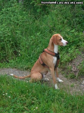 Posavski Gonic Hunde Foto 45955 in höherer Auflösung ansehen Posavski Gonic Save Bracke Amigo