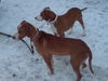 Posavski Gonic Foto: Meine zwei Savebracken (ID 42245) Posavski Gonic Hund