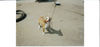 Posavski Gonic Foto: noch ein echter (ID 27186) Posavski Gonic Hund