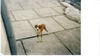 Posavski Gonic Foto: ein echter (ID 27018) Posavski Gonic Hund
