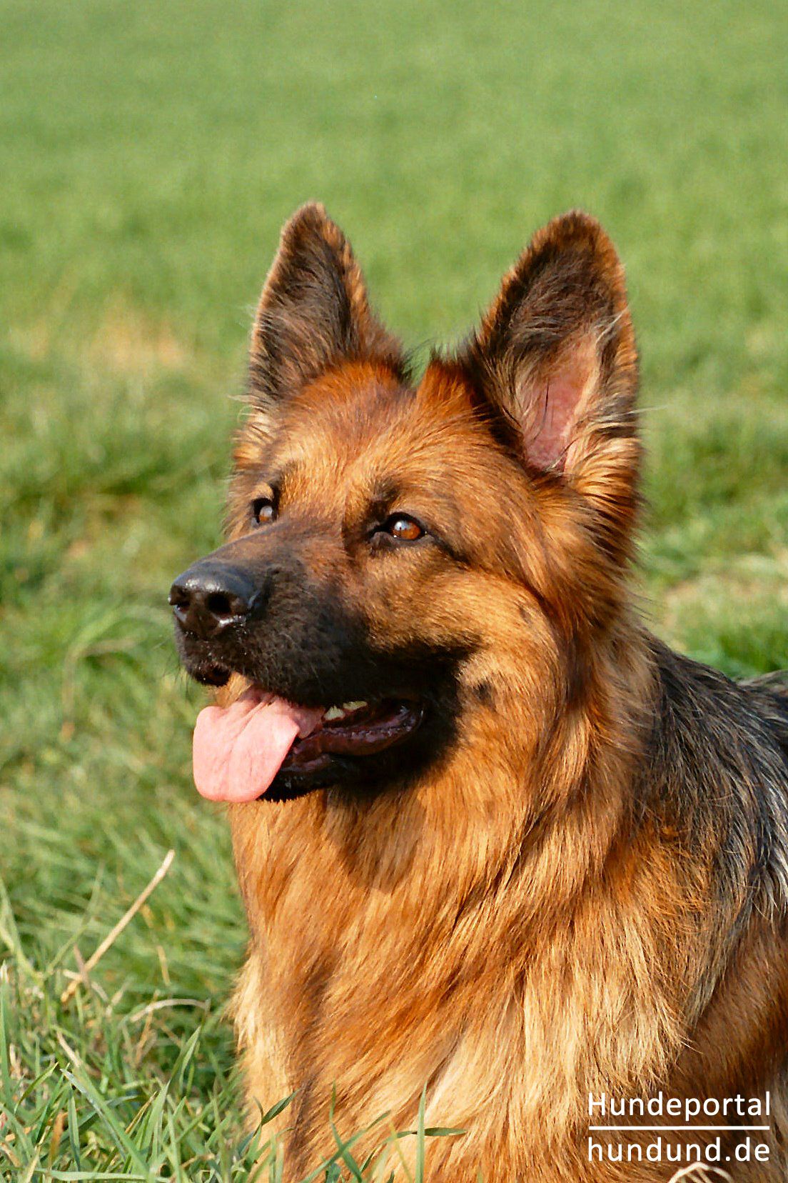 Deutscher Schäferhund Brauner langhaariger Schlag Foto 38030 - hundund.de