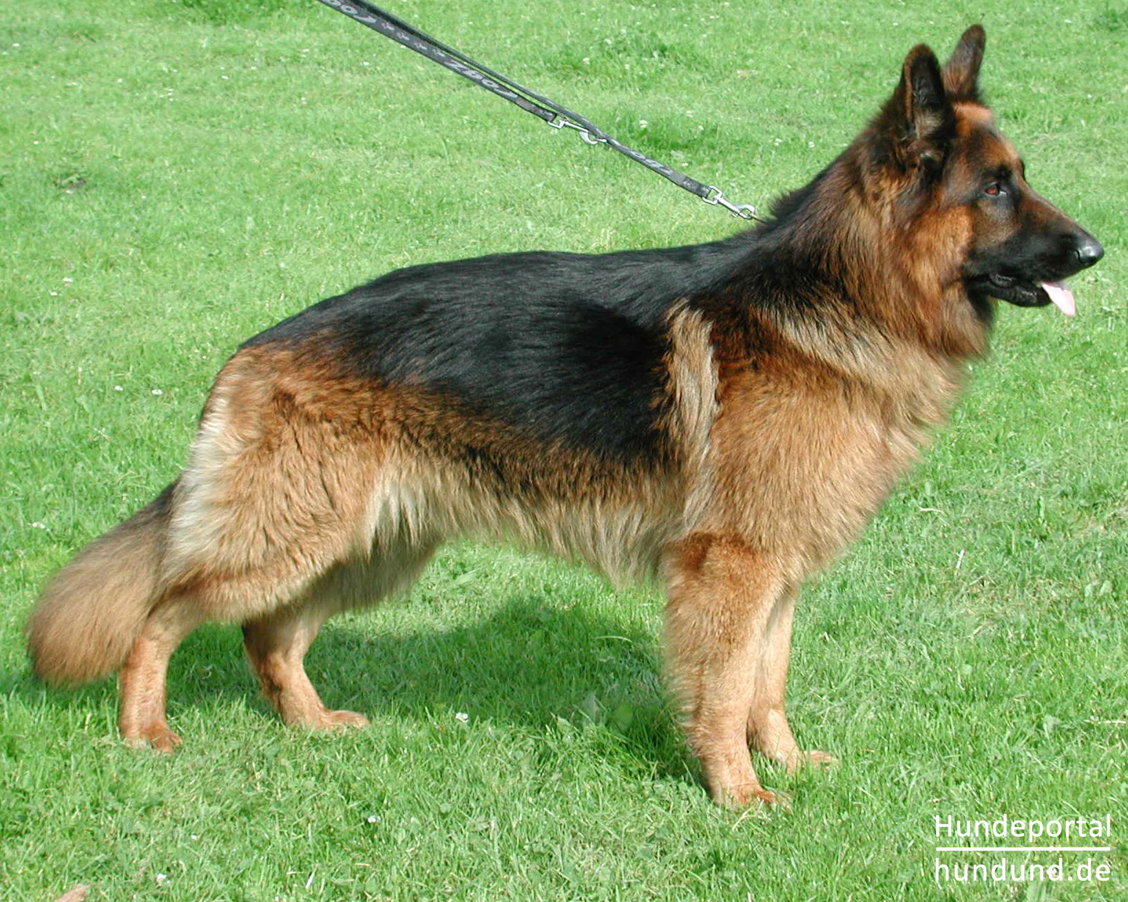 Deutscher Schäferhund Brauner langhaariger Schlag Foto 25706 - hundund.de